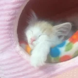 にほんブログ村 猫ブログ 猫 闘病生活へ