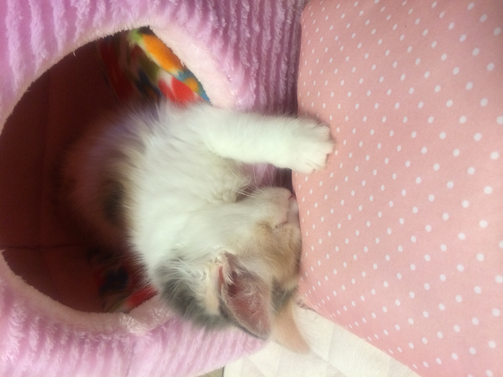 うちに来て１週間ほどのひなた