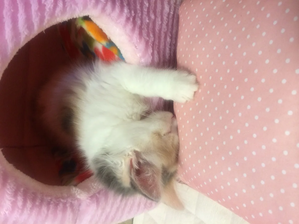 うちに来て１週間ほどのひなた
